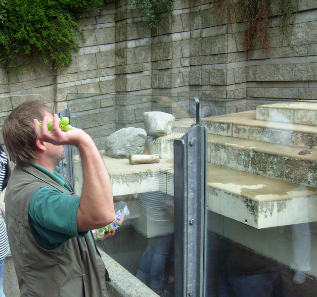 Eisbär Lars im Zoo Wuppertal am 14. August 2010