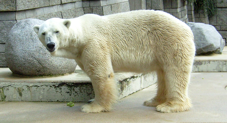 Eisbär Lars im Wuppertaler Zoo am 14. August 2010