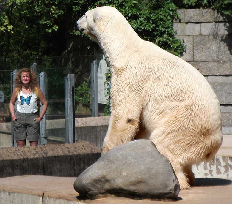 Eisbär Lars im Zoologischen Garten Wuppertal am 20. August 2010