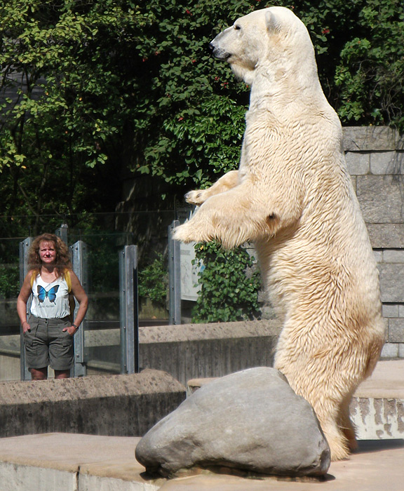 Eisbär Lars im Zoo Wuppertal am 20. August 2010