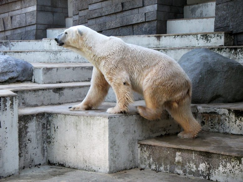 Eisbär Lars im Zoologischen Garten Wuppertal am 21. August 2010