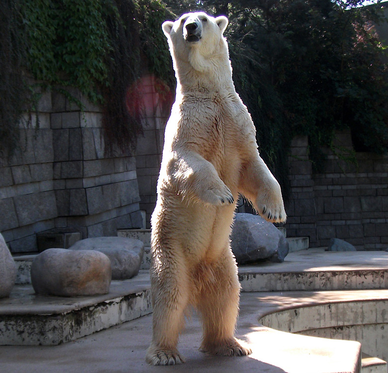 Eisbär Lars im Zoo Wuppertal am 21. August 2010