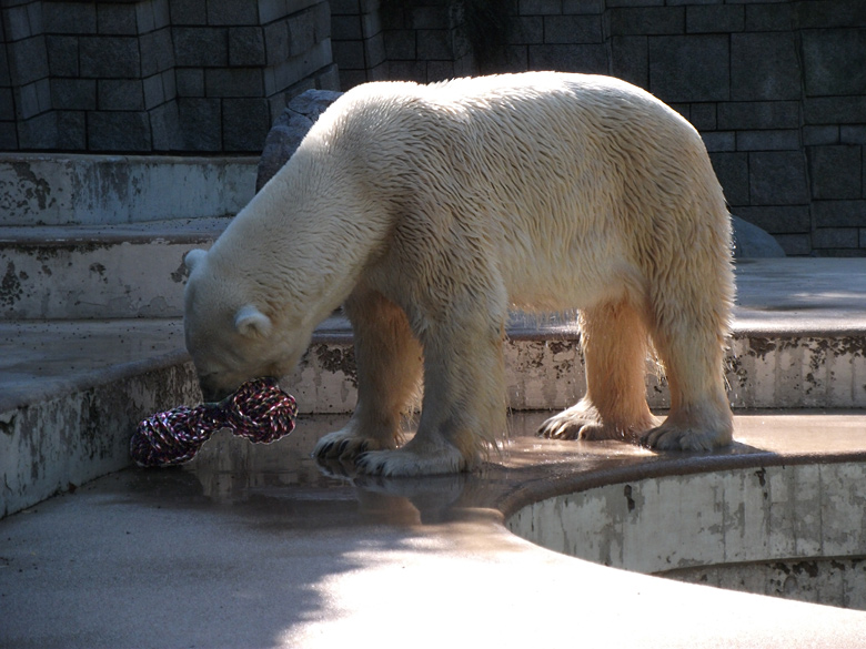 Eisbär Lars im Wuppertaler Zoo am 21. August 2010