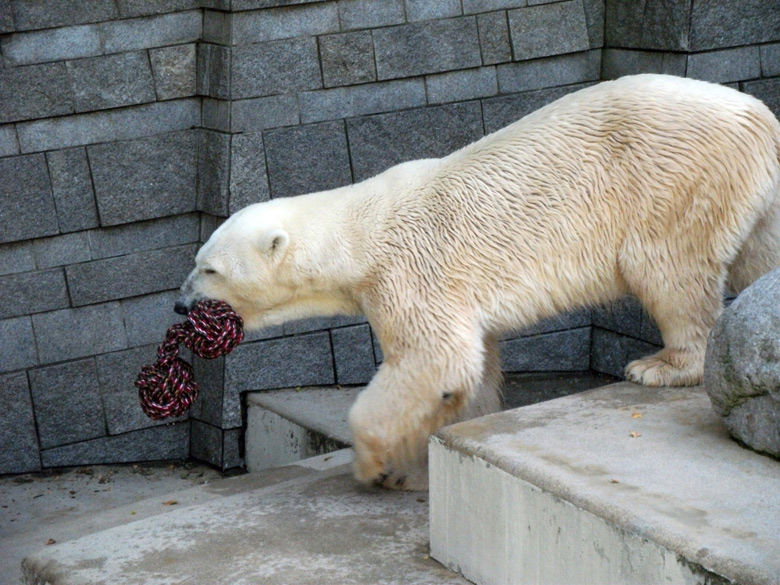 Eisbär Lars im Zoologischen Garten Wuppertal am 21. August 2010