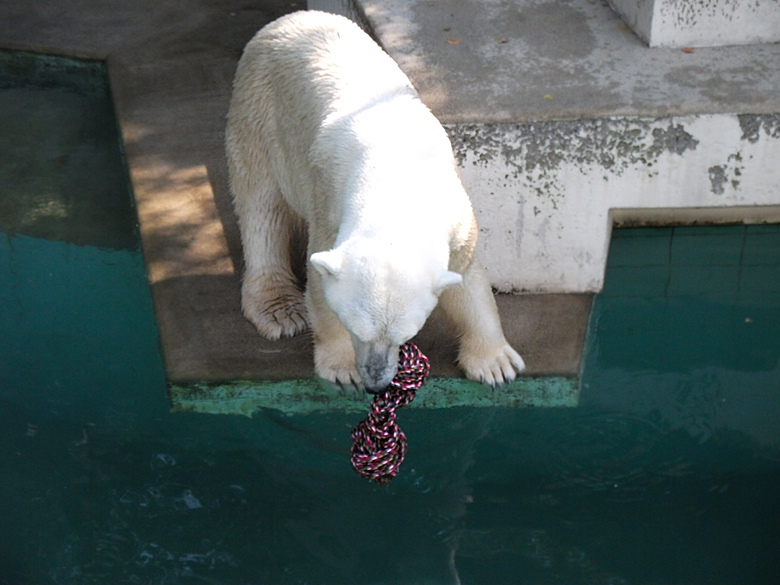 Eisbär Lars im Zoo Wuppertal am 21. August 2010