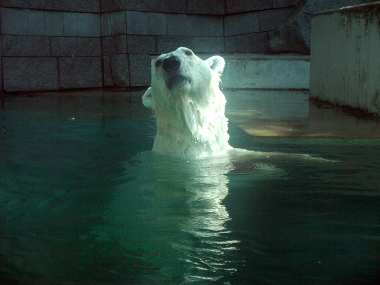 Eisbär Lars im Wuppertaler Zoo am 21. August 2010