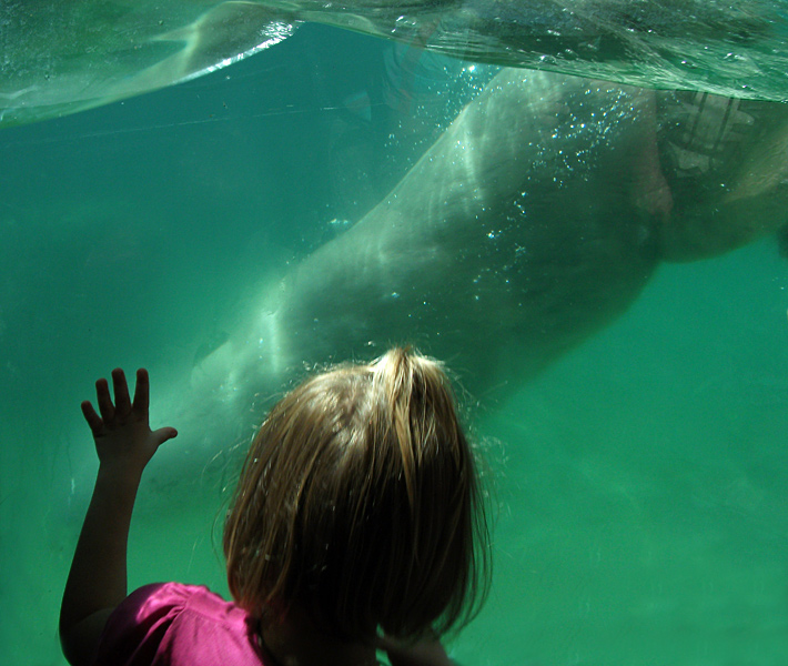 Eisbär Lars im Zoo Wuppertal am 21. August 2010