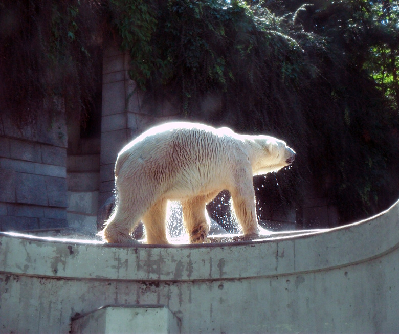 Eisbär Lars im Wuppertaler Zoo am 21. August 2010