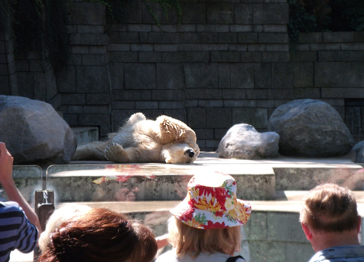 Eisbär Lars im Zoologischen Garten Wuppertal am 21. August 2010