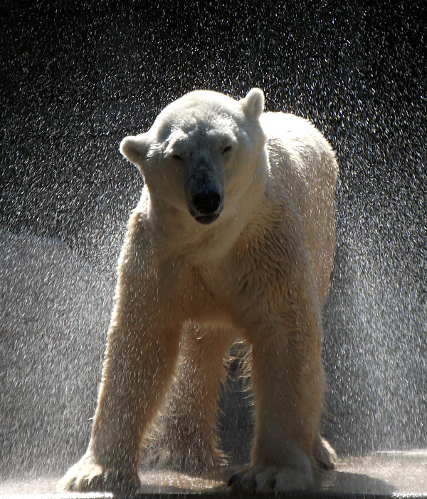 Eisbär Lars im Wuppertaler Zoo am 21. August 2010