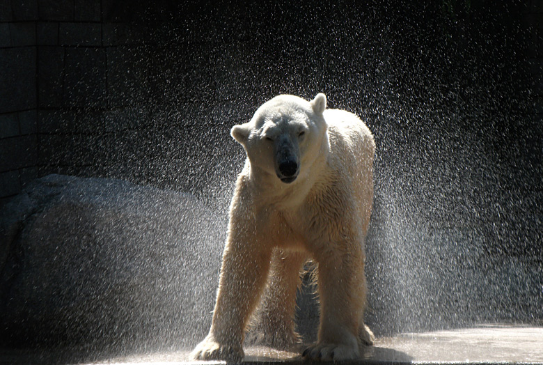 Eisbär Lars im Zoo Wuppertal am 21. August 2010