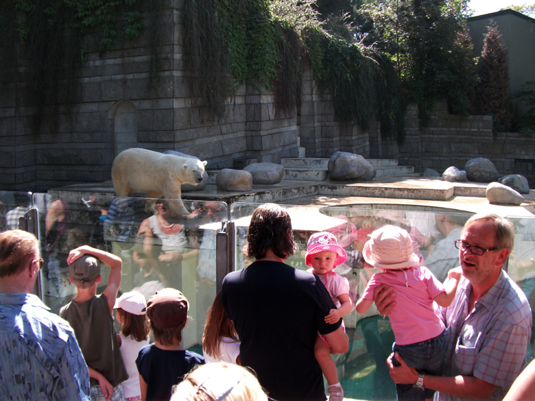 Eisbär Lars im Zoo Wuppertal am 21. August 2010