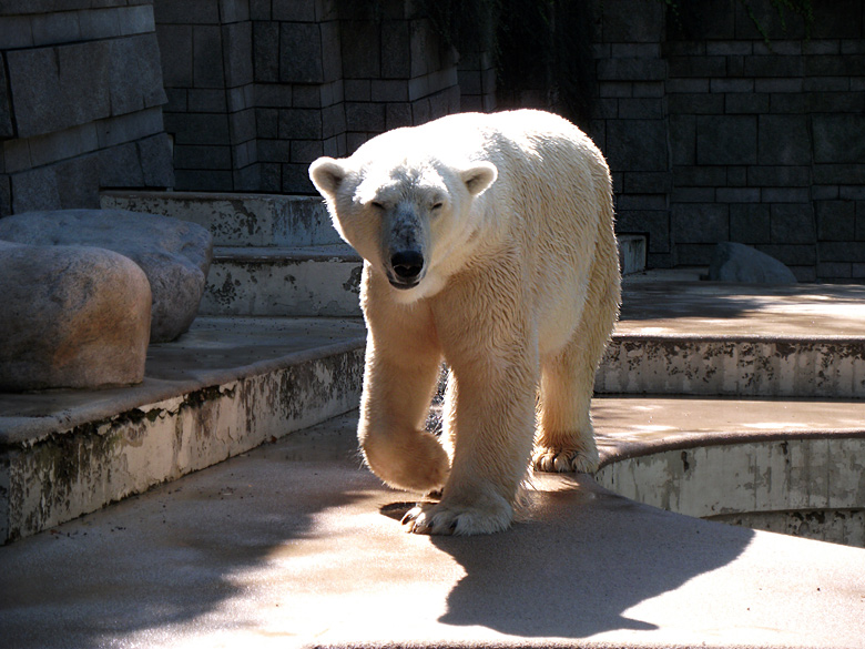 Eisbär Lars im Zoologischen Garten Wuppertal am 21. August 2010