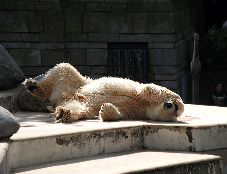 Eisbär Lars im Wuppertaler Zoo am 28. August 2010