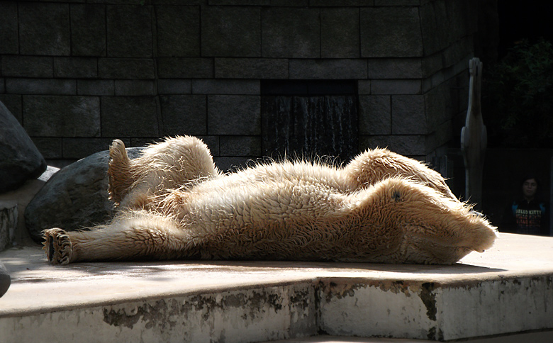 Eisbär Lars im Zoo Wuppertal am 28. August 2010