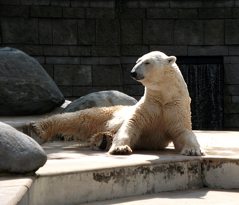 Eisbär Lars im Zoologischen Garten Wuppertal am 28. August 2010