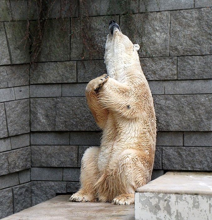 Eisbär Lars im Wuppertaler Zoo am 28. August 2010