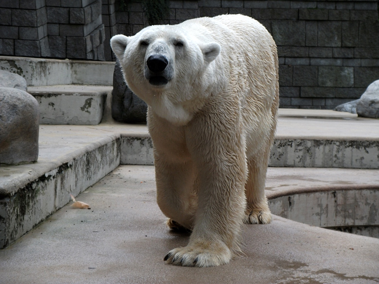 Eisbär Lars im Wuppertaler Zoo am 28. August 2010