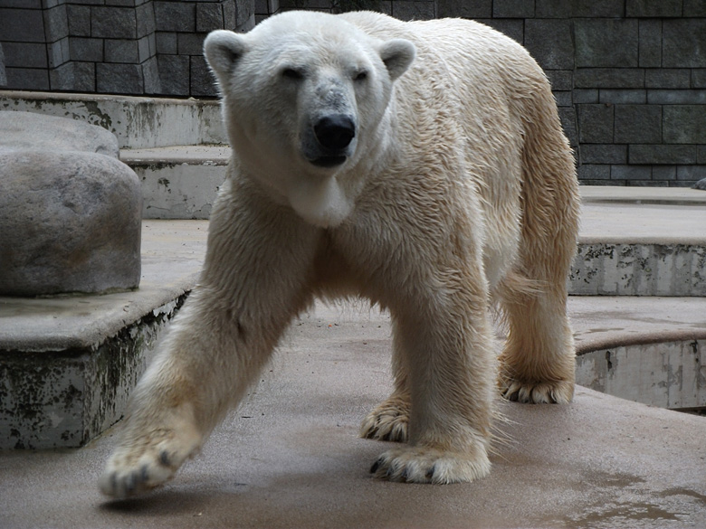 Eisbär Lars im Zoo Wuppertal am 28. August 2010