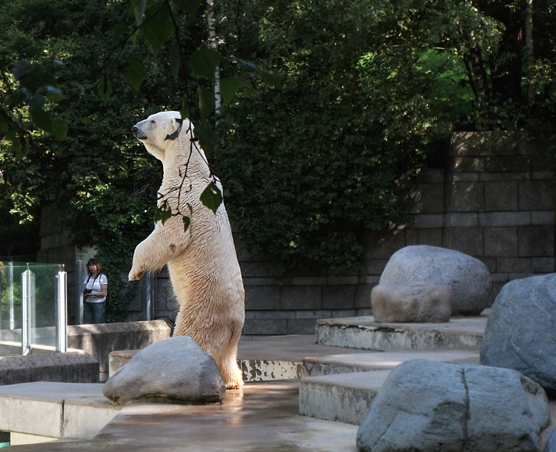 Eisbär Lars im Zoo Wuppertal am 5. September 2010