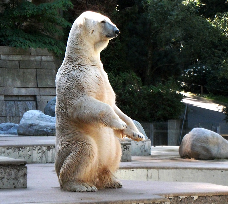 Eisbär Lars im Wuppertaler Zoo am 5. September 2010