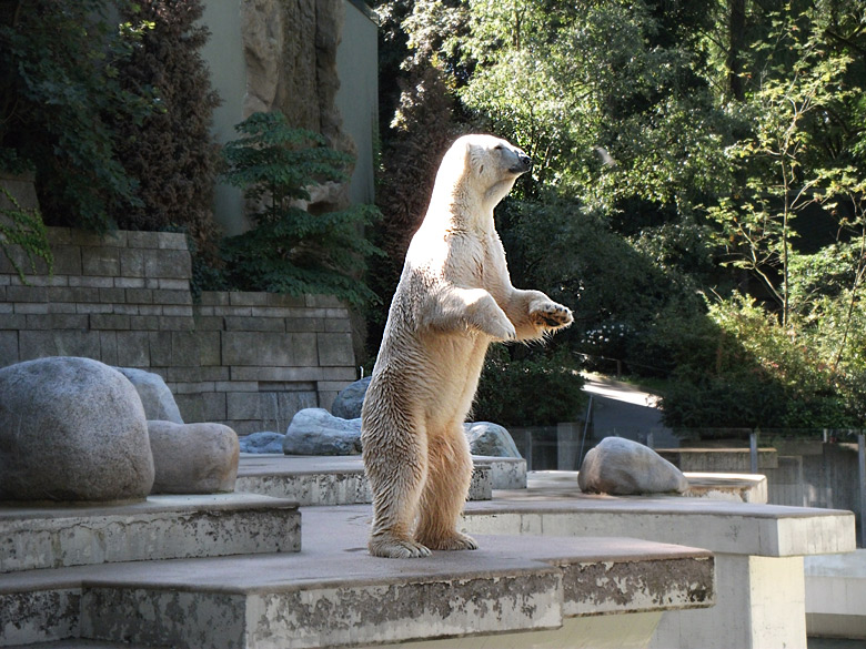 Eisbär Lars im Zoo Wuppertal am 5. September 2010