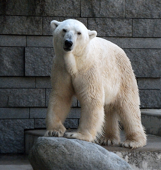 Eisbär Lars im Wuppertaler Zoo am 5. September 2010