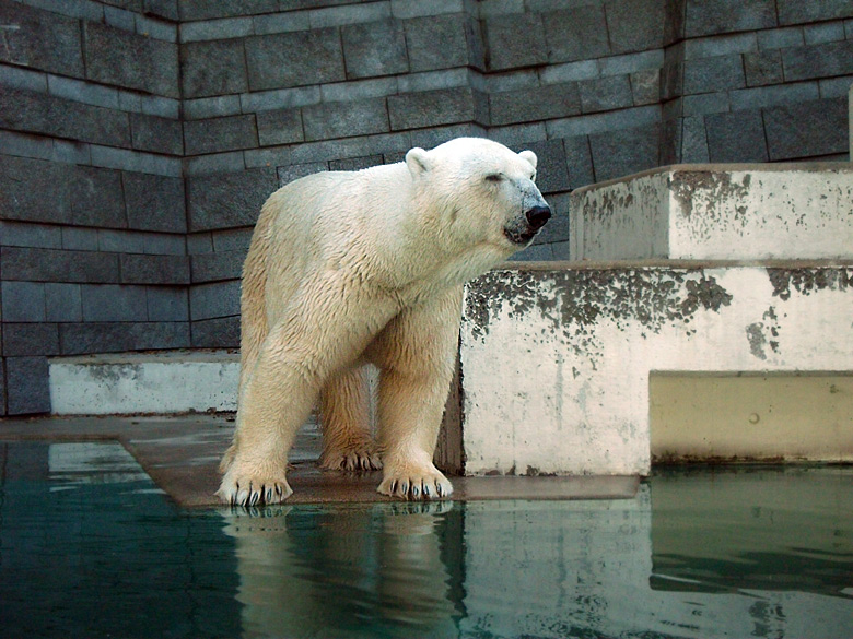 Eisbär Lars im Wuppertaler Zoo am 5. September 2010