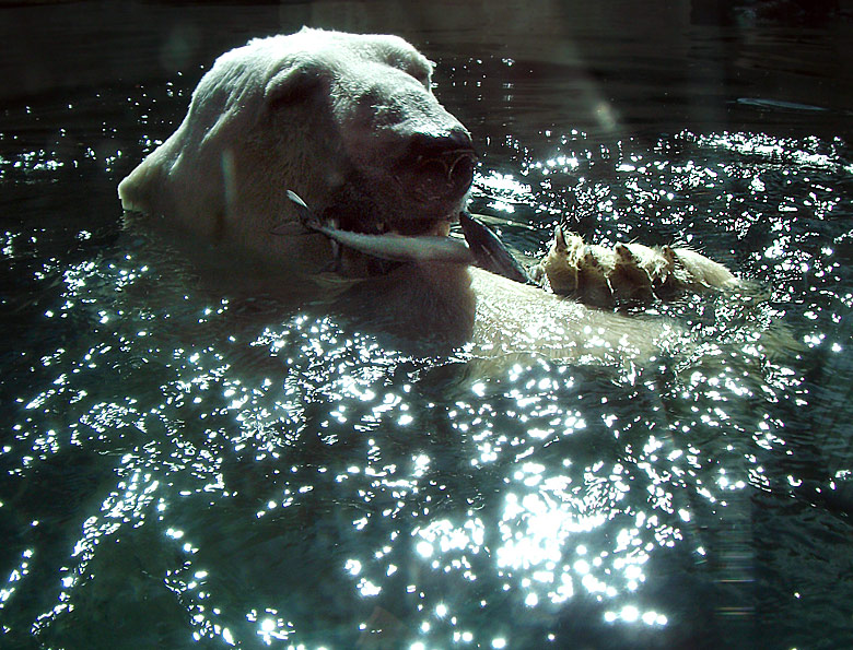 Eisbär Lars im Wuppertaler Zoo am 5. September 2010