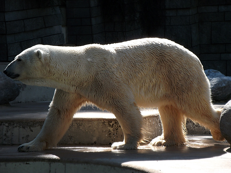 Eisbär Lars im Zoologischen Garten Wuppertal am 5. September 2010