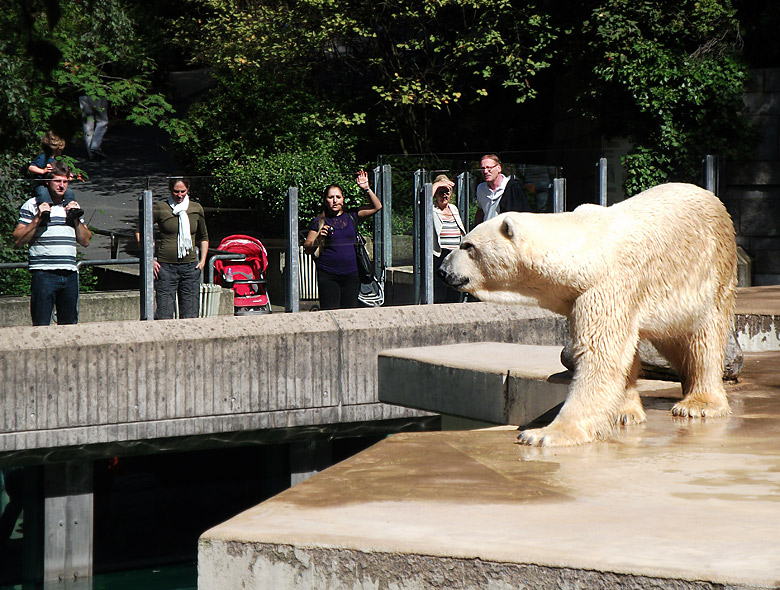 Eisbär Lars im Zoo Wuppertal am 5. September 2010