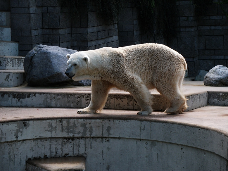 Eisbär Lars im Zoo Wuppertal am 20. September 2010