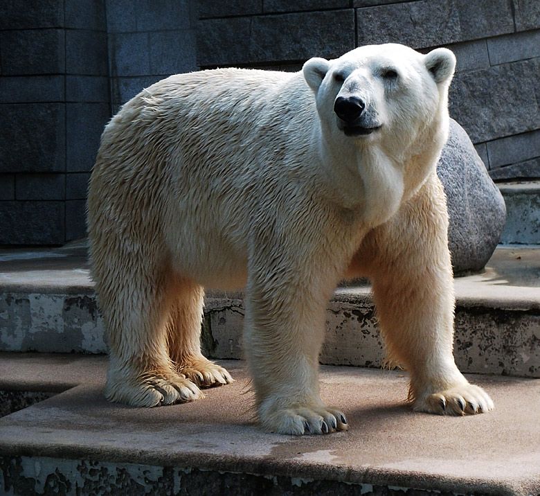 Eisbär Lars im Zoologischen Garten Wuppertal am 20. September 2010