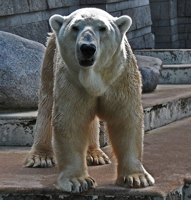 Eisbär Lars im Zoo Wuppertal am 20. September 2010