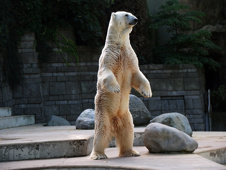 Eisbär Lars im Wuppertaler Zoo am 20. September 2010