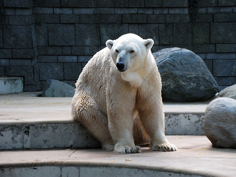 Eisbär Lars im Zoo Wuppertal am 20. September 2010