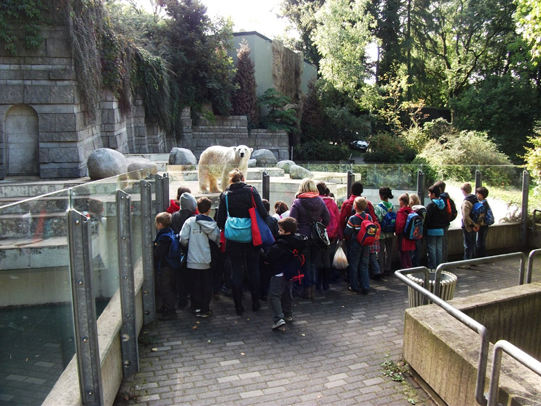 Eisbär Lars im Wuppertaler Zoo am 20. September 2010