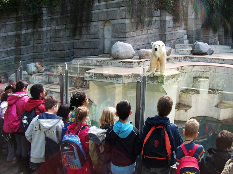 Eisbär Lars im Zoologischen Garten Wuppertal am 20. September 2010