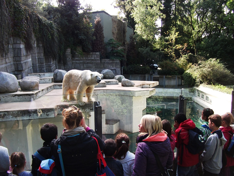 Eisbär Lars im Wuppertaler Zoo am 20. September 2010