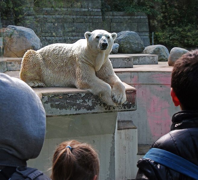 Eisbär Lars im Wuppertaler Zoo am 20. September 2010