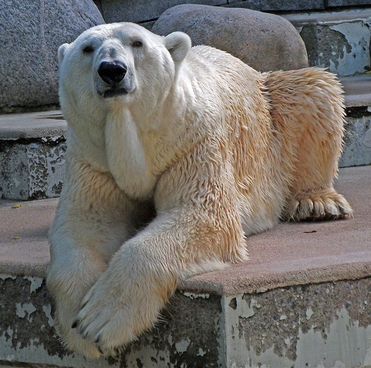 Eisbär Lars im Zoologischen Garten Wuppertal am 20. September 2010