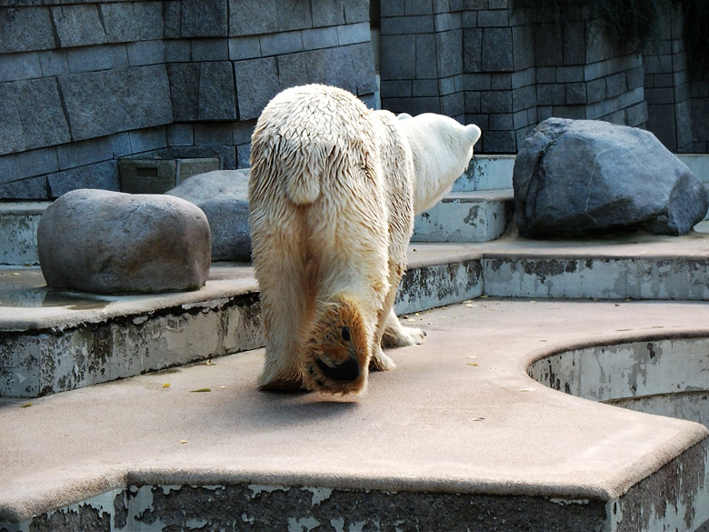 Eisbär Lars im Zoo Wuppertal am 20. September 2010