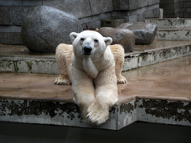 Eisbär Lars im Wuppertaler Zoo am 27. September 2010