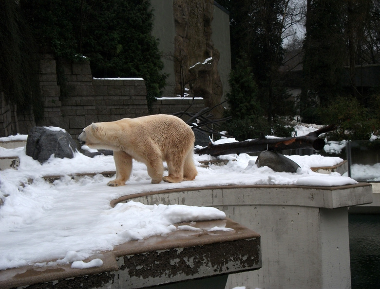 Eisbär Lars im Wuppertaler Zoo am 11. Dezember 2010