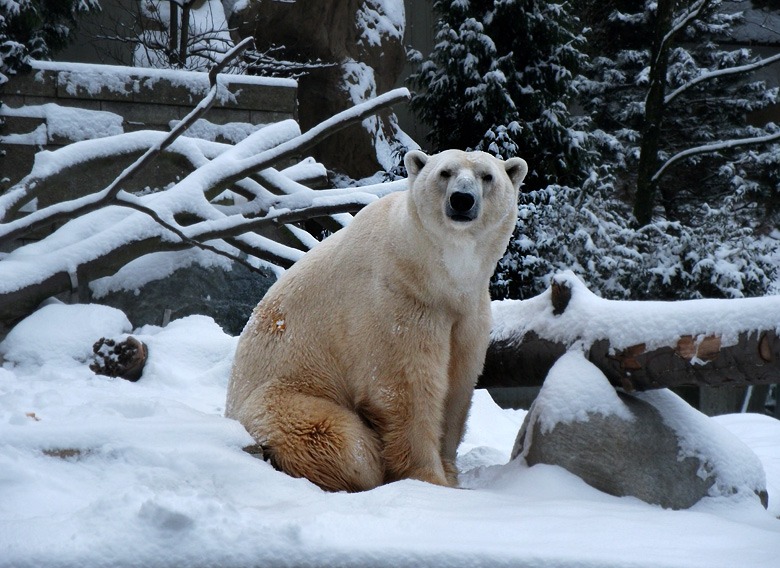 Eisbär Lars im Zoo Wuppertal am 14. Dezember 2010