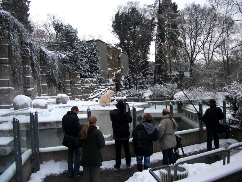 Eisbär Lars im Zoologischen Garten Wuppertal am 14. Dezember 2010