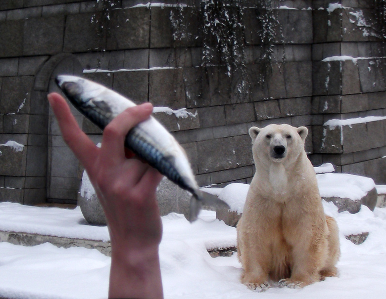 Eisbär Lars im Wuppertaler Zoo am 14. Dezember 2010