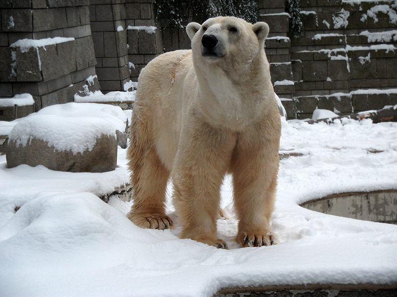 Eisbär Lars im Wuppertaler Zoo am 14. Dezember 2010