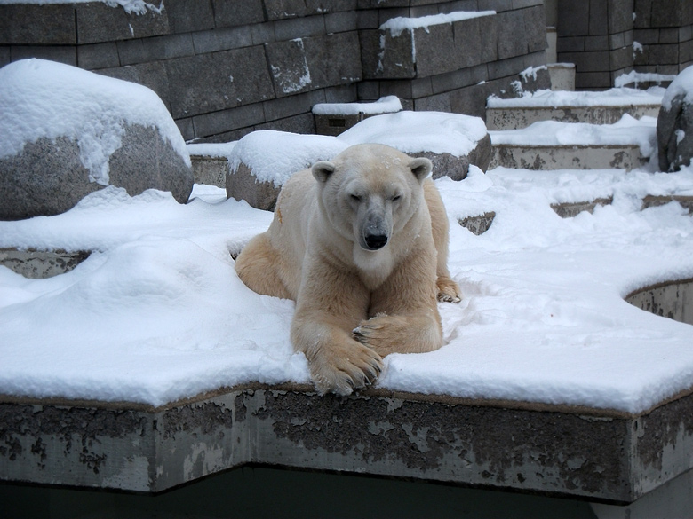 Eisbär Lars im Zoologischen Garten Wuppertal am 14. Dezember 2010