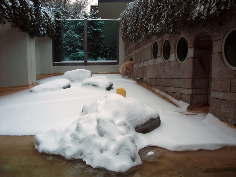 Eisbärin Vilma im Zoologischen Garten Wuppertal am 14. Dezember 2010